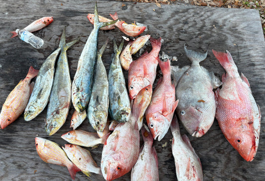 Fresh caught mahi mahi, red snapper, and triggerfish from offshore fishing in Florida