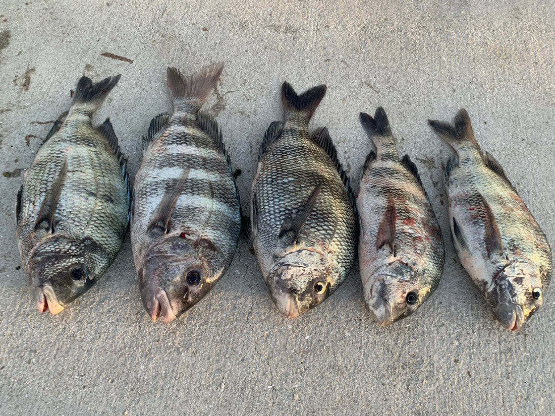 Five sheepshead fish laid out on concrete after a successful fishing trip