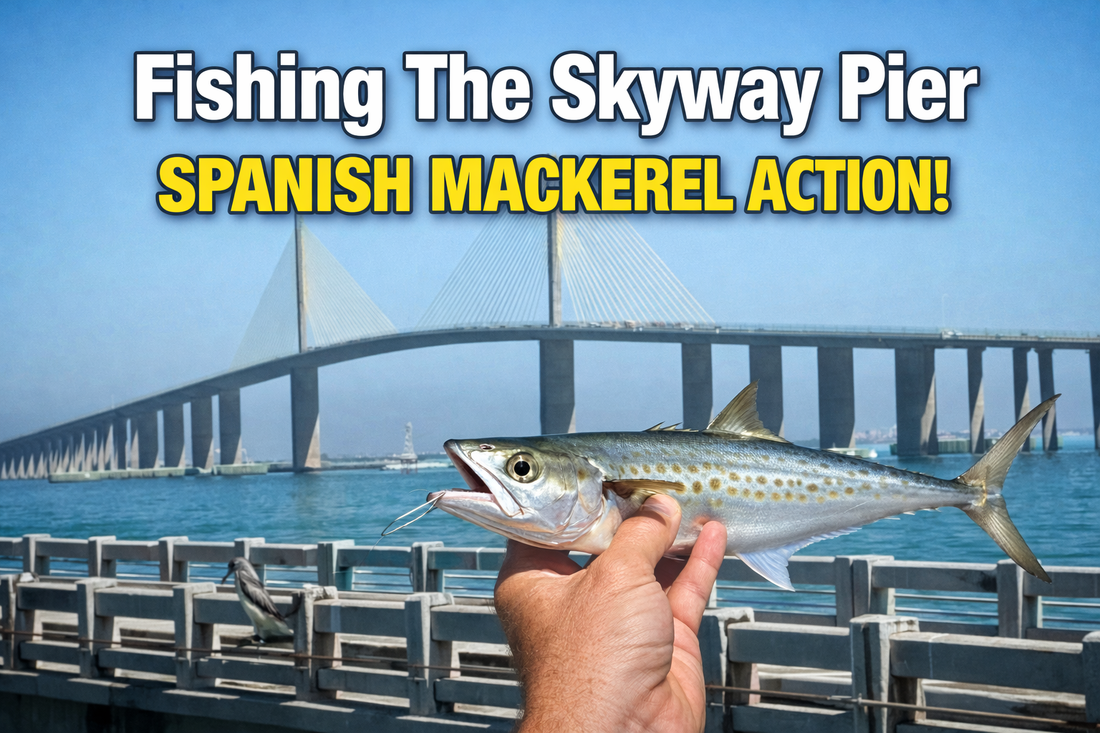 Spanish mackerel caught on the Skyway Fishing Pier in Tampa Bay, Florida, with the Sunshine Skyway Bridge in the background