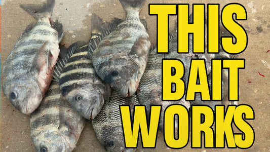 Sheepshead caught near rocks in Florida