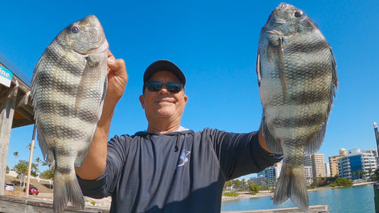 Big Sheepshead caught while fishing with Mud Crabs in Florida. 